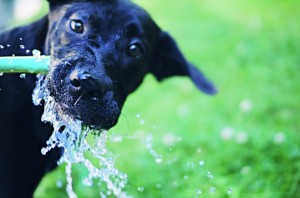 köpeklerde çok su içme ve çok idrar yapma